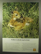 1970 Shell Oil Ad - In Three Weeks He May Be Dead - £14.60 GBP