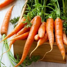 3,000 Tendersweet Gourmet Carrot Seeds The Sweetest Carrot Anywhere Fresh Garden - £7.85 GBP