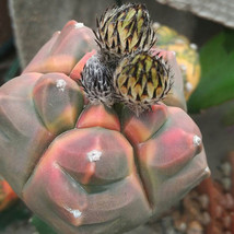 10Seeds Astrophytum Myriostigma Kho Jo Reverse Fresh Seeds Garden Fresh USA Stor - $27.24