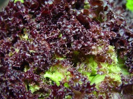 3000 Ruby Leaf Lettuce Red Loose Leaf Heirloom Lactuca Sativa Vegetable Seeds Fr - $15.00