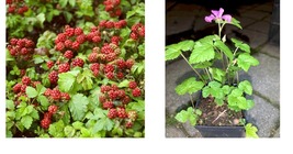 2 pots Arctic Raspberries ‘Beta’ and ‘Sophia’ (Rubus arcticus x stellarcticus)  - £65.76 GBP