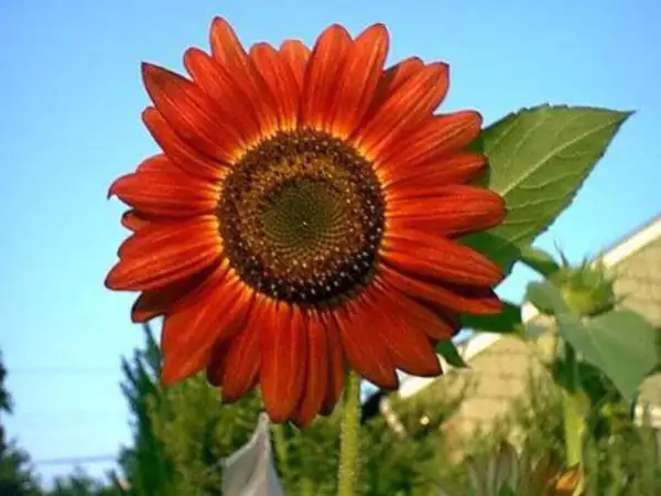 Top Seller 25 Red Sun Sunflower Helianthus Annuus Flower Seeds - $14.60