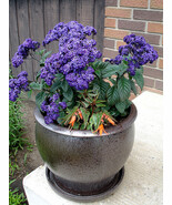 50 Heliotropium Dwarf Marine Seeds - €6,90 EUR