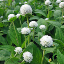 50 White Gomphrena Globosa Flower Seed - £6.37 GBP