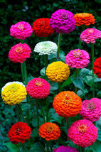 100 Zinnia Cut and Come Again Flower Seeds  - $7.99