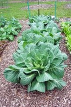 HGBO Collard Greens Seed Vates Heirloom Non Gmo200 Seeds  Collard Green From US - £6.73 GBP