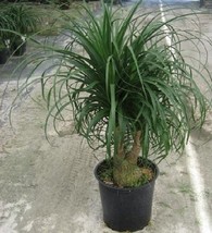 10 Red Ponytail Palm, Beaucarnea Guatemalensis Palm Tree Seeds - £2.98 GBP
