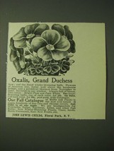 1900 John Lewis Childs Oxalis, Grand Duchess Flowers Ad - £14.74 GBP