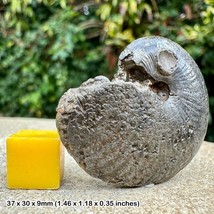 Oxynoticeras Golden Pyrite Ammonite Fossil - Jurassic Coast | Lower Lias, - $43.75