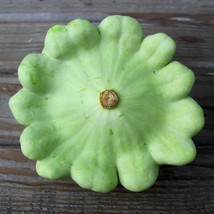 HGBO 15 Seeds Bennings Green Tint Squash Seedsnongmo Heirloom From US - £6.90 GBP