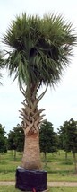 25 Puerto Rican Hat Palm, Sabal Causiarum Palm Tree Seeds - $7.40