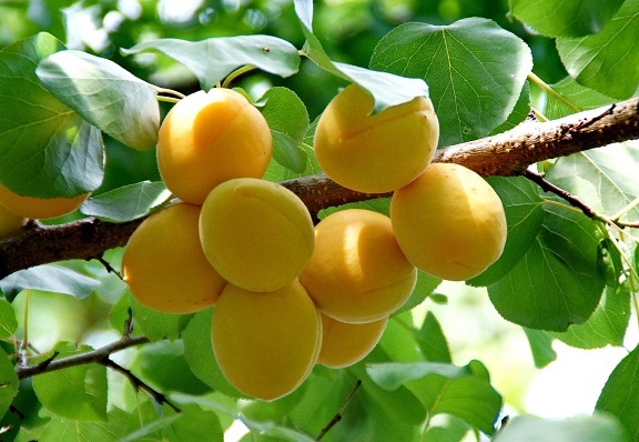 10+ Manchurian Apricot,  Prunus Mandshurica Fruit Tree Seeds