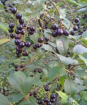 10+  Black Chokecherry, Prunus Virginiana Fruit Tree Seeds - £4.69 GBP+