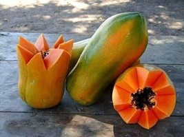 15 Seeds Meradol Maradol Caribbean Red Caribbean Sunrise Papaya Plant Big Fruit - £1.54 GBP