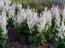 100 White Salvia Flower Seeds - $7.99