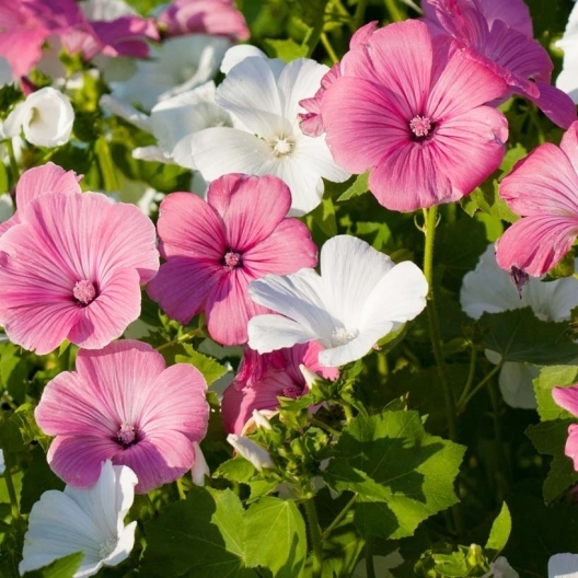 50 Rose Mallow- Mix Colors Flower Seeds - £6.28 GBP