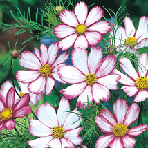 100 Cosmos Candy Stripe Flower Seeds - £6.37 GBP