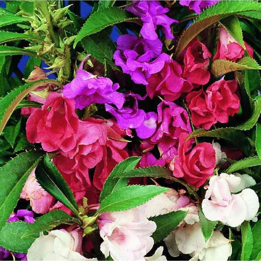 Primary image for 50 Balsam Camelia Impatiens Flower Seeds