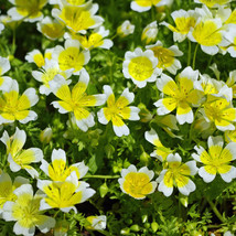30 Poached Egg Plant, Limnanthes douglasii Seeds - £7.16 GBP