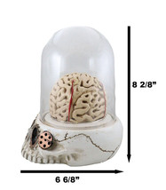 Steampunk Apothecary Gearwork Skull With Brains In LED Light Cloche Glass Dome - £36.07 GBP