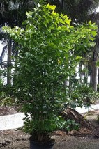 10 Giant Fishtail Palm,Caryota Mitis Palm Tree Seeds  - $7.45