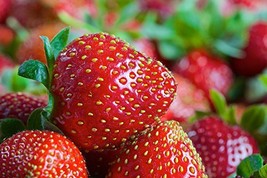 10 Eversweet Everbearing Strawberry Plants-Super Sweet - $19.95