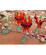 SRN Swainsona Formosa Sturts Desert Pea 10 Seeds Garden - $12.26