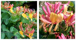 Lonicera - Gold Flame Honeysuckle Vine - Very Hardy - 2.5&quot; Pot - £40.20 GBP