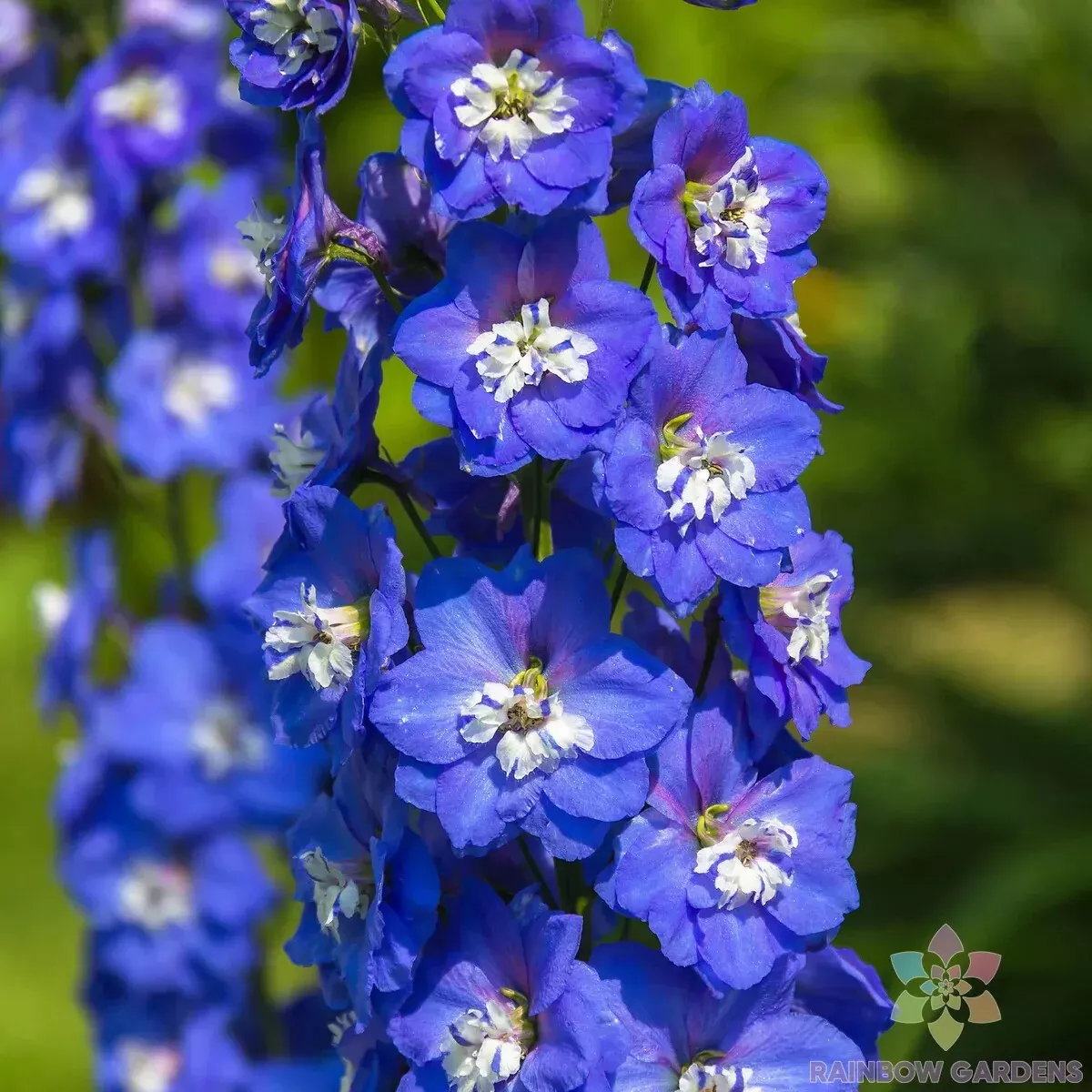 200 Magic Fountains Dark Blue And White Bee Delphinium Seeds New Fast Sh... - $10.96