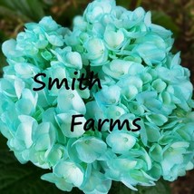 25 Seeds Teal Blue Hydrangeas Flower Plant Garden Plants From US  - $10.25