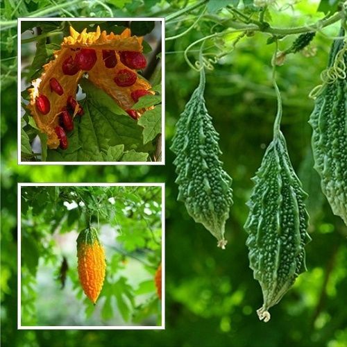 Balsam Pear ~ Gold Bitter Melon ~ Momordica charantia ~ 10 Seeds
