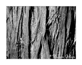 MS-071BW Black and White Abstract Fine Art Photo of Cedar Tree Bark - $24.98