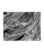 MS-072BW Black and White Abstract Fine Art Photo of a Cedar Stump - $24.98