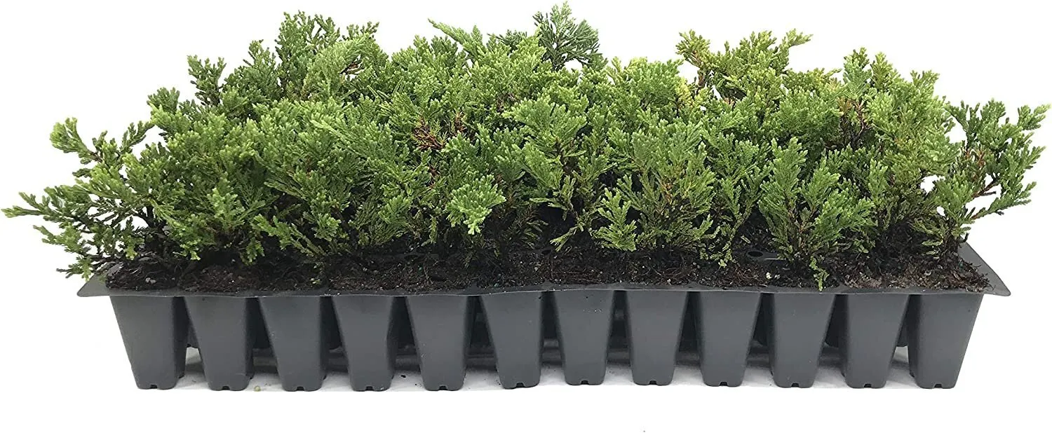 Prince of Wales Juniper 30 Live Plants Drought Tolerant Cold Hardy - $131.89