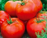 Ace 55 Tomato Seeds 100 Garden Culinary Cooking Vegetables Sauce Fast Sh... - $8.99