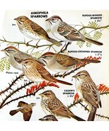 Aimophila Sparrows Varieties And Types 1966 Color Bird Art Print Nature ... - $27.73 CAD