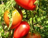 Pink Oxheart Tomato Seeds, 30 Seeds, BUY 2 GET 1 FREE, NON-GMO, FREE SHI... - $1.97