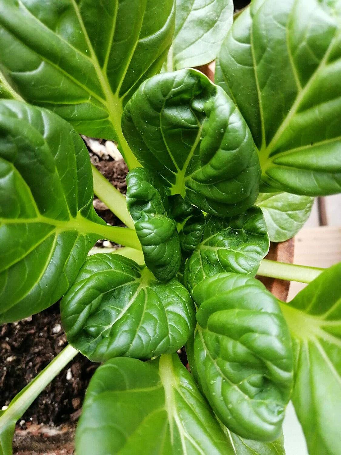 1,000 Tat Soi Chinese Cabbage Seeds - Non-GMO - $5.94