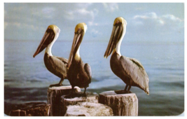 Pelicans in tropical Florida Florida Postcard - £6.85 GBP