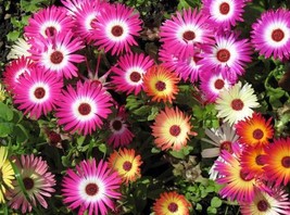 100 Seeds Ice Plant Livingston Daisy Mixed Colors - £9.85 GBP