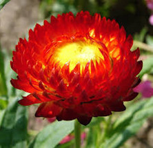 200 Strawflower Scarlet (Fireball) Flower Seeds - £6.37 GBP