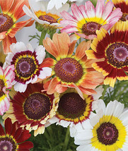200 Painted Daisy Mum Tricolor Flower Seeds - £6.36 GBP
