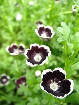 50 Black Pennie Flower Seeds - £6.28 GBP