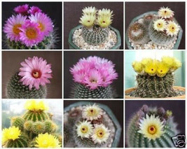 Notocactus Mix Variety Mixed Parodia Rare Cactus Cacti Flowering Seed 500 Seeds - £15.17 GBP