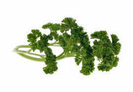 Parsley Seed Moss Curled 25 Seeds Parsley Seeds Fresh Seeds Gardening - $3.38
