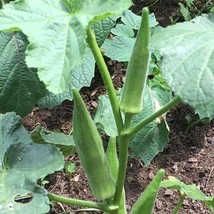 SMR Emerald Okra Seeds Velvet Variety Seeds Et Size Best Okra Fresh Garden - $13.53