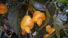 25 + Seeds  Trinidad Pepper Garden Fresh Vegetables Healthy Planting Edible From - £7.09 GBP