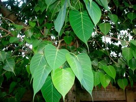 Peepal Tree Seeds, Ficus Religiosa Seeds or Sacred Fig Seeds- 100 Seeds - $5.99