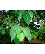 Peepal Tree Seeds, Ficus Religiosa Seeds or Sacred Fig Seeds- 100 Seeds - £4.69 GBP
