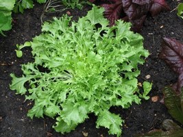 200 Endive Green Curled Seeds - £6.28 GBP